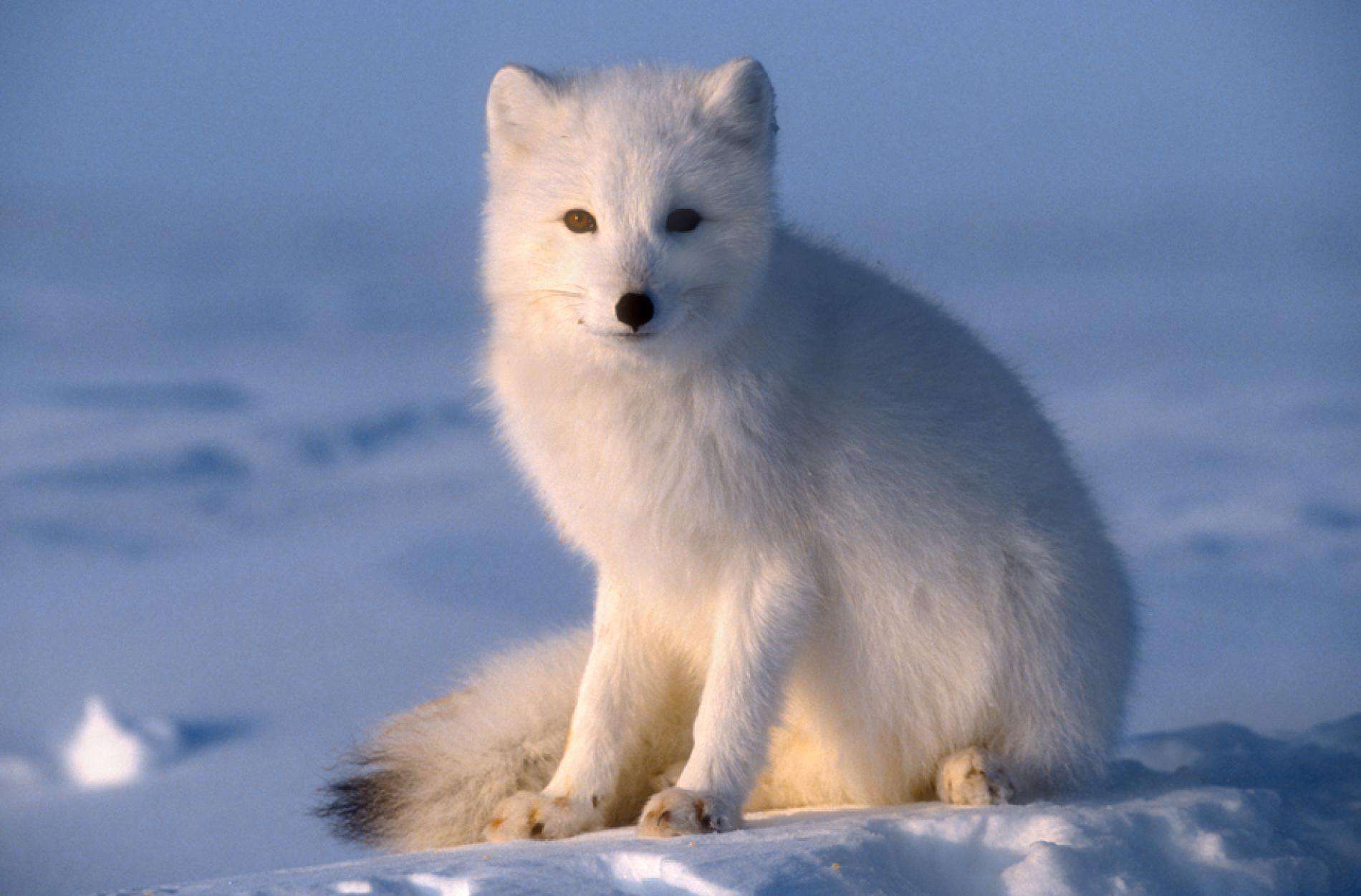 Arctic Fox
