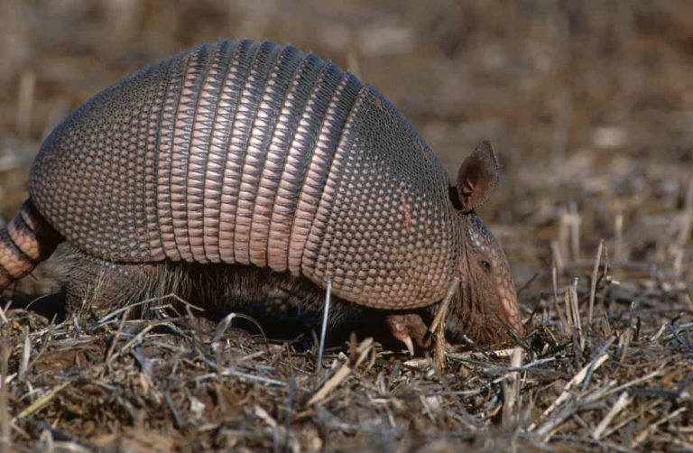 Armadillos: Profile and Information