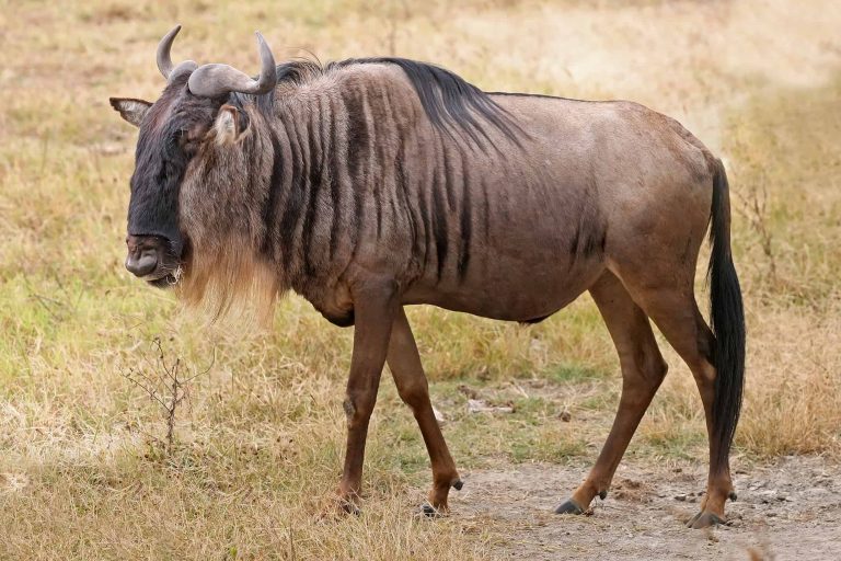 Blue Wildebeest: Profile and Information