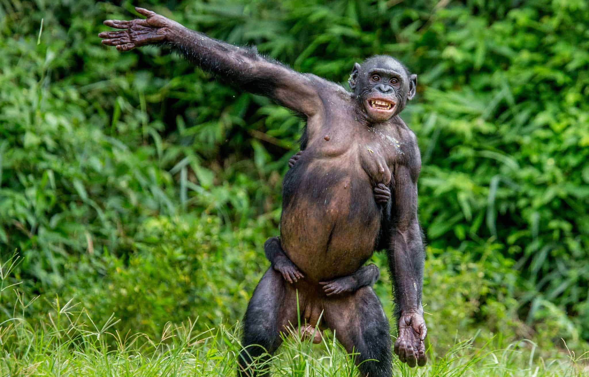 Bonobos Animals That Can't be Domesticated