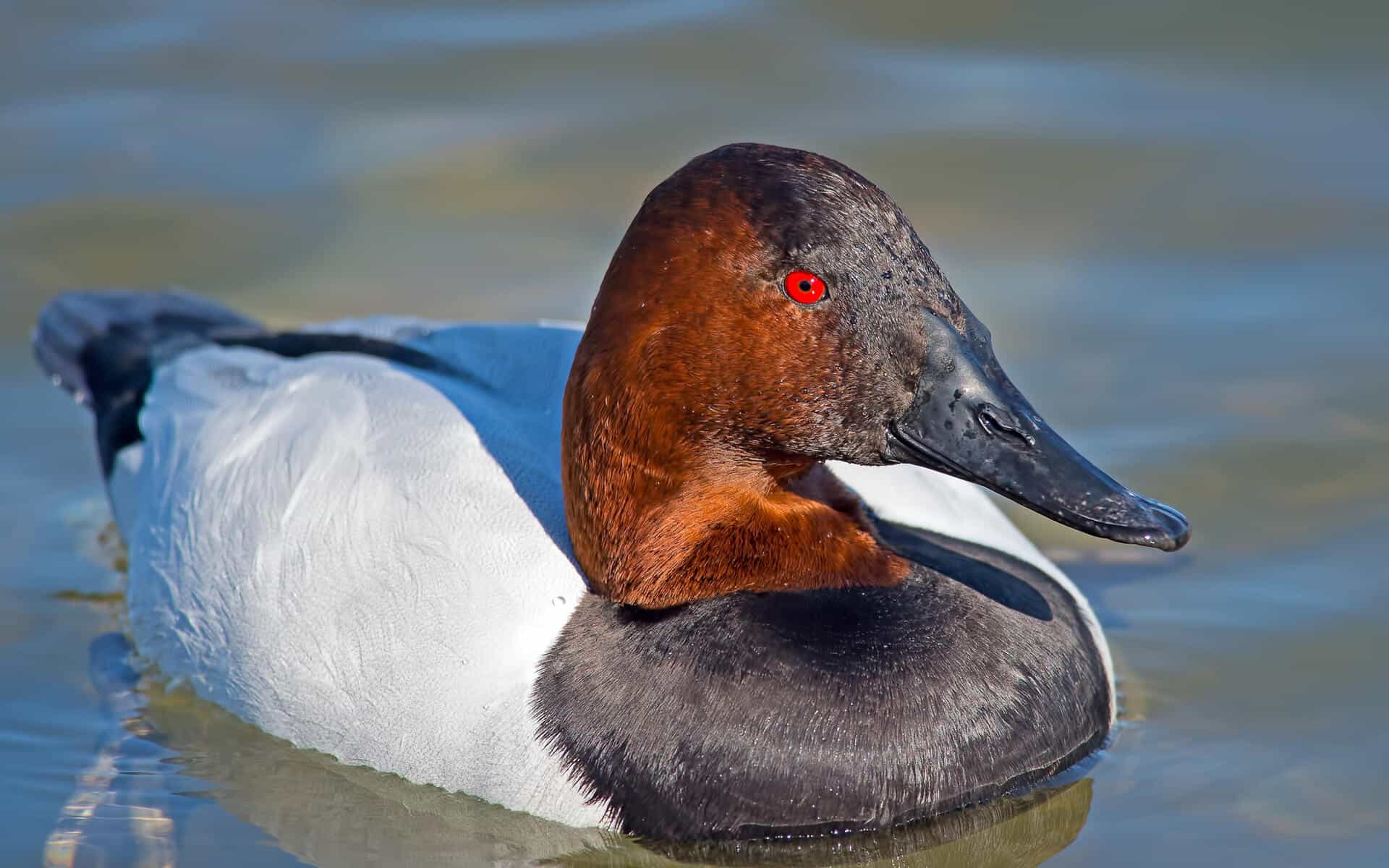 Canvasback