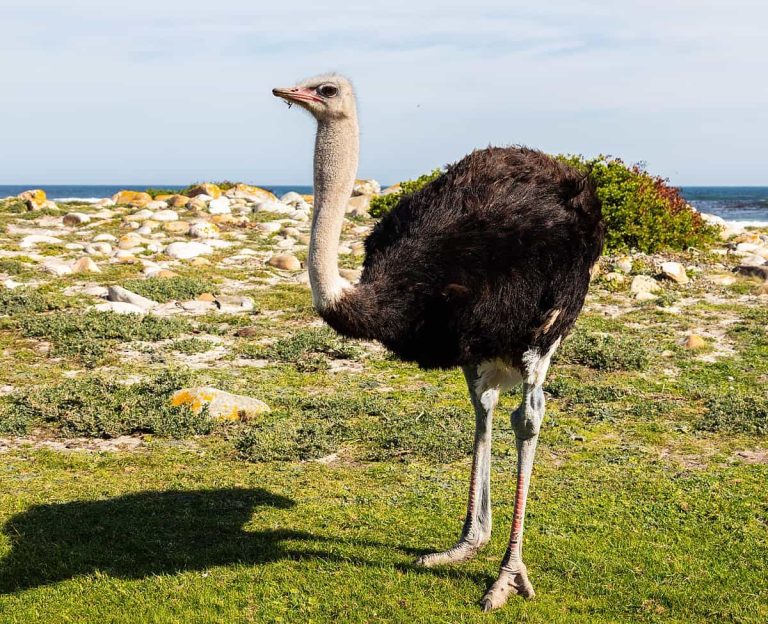 Common Ostrich: Profile and Information