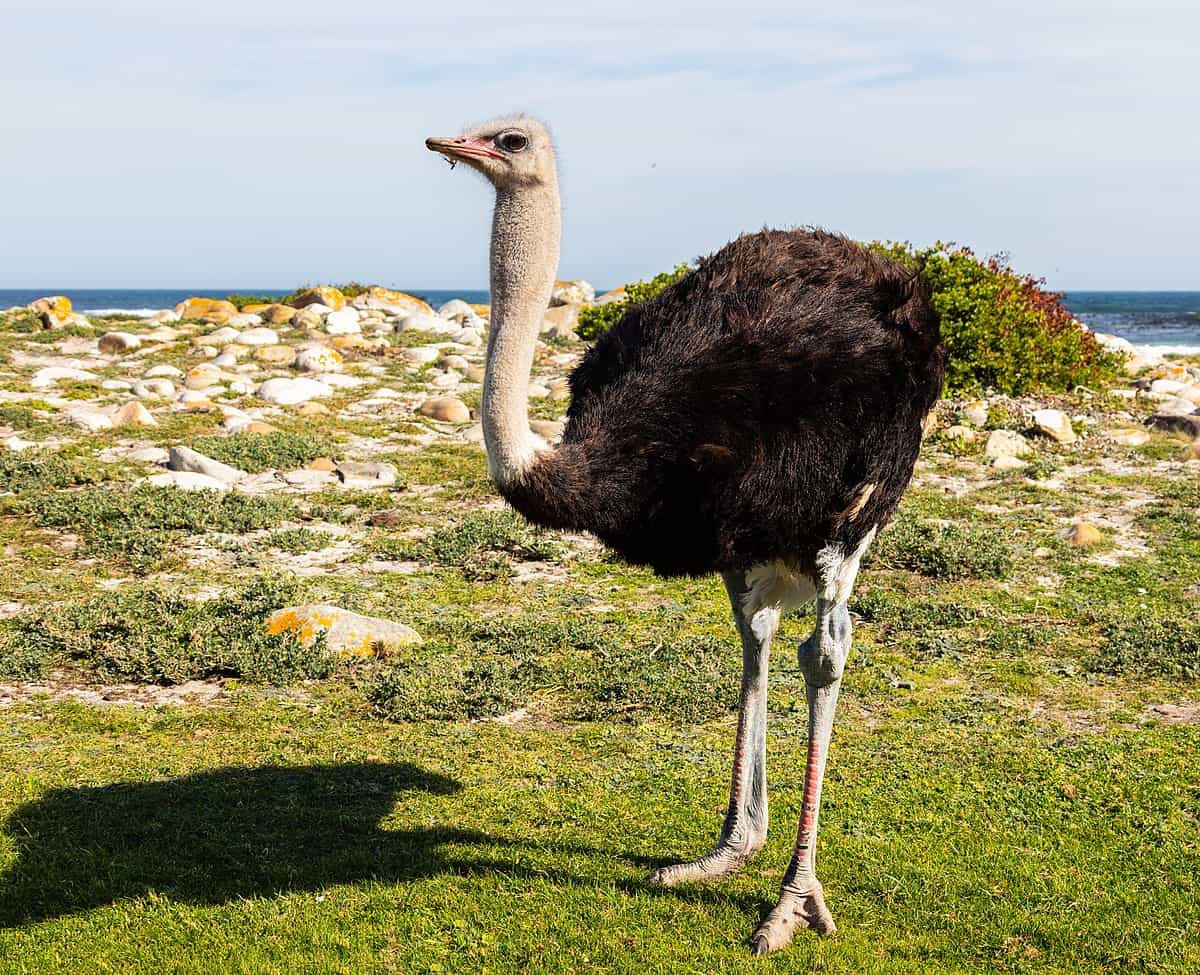 Common Ostrich