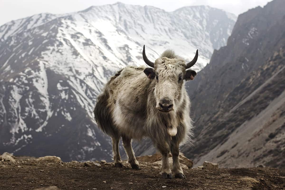 Domestic Yak