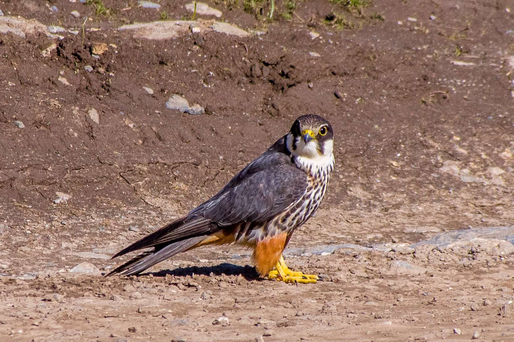 Eurasian Hobby