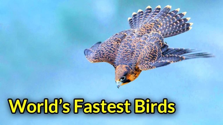15 Fastest Birds in the World