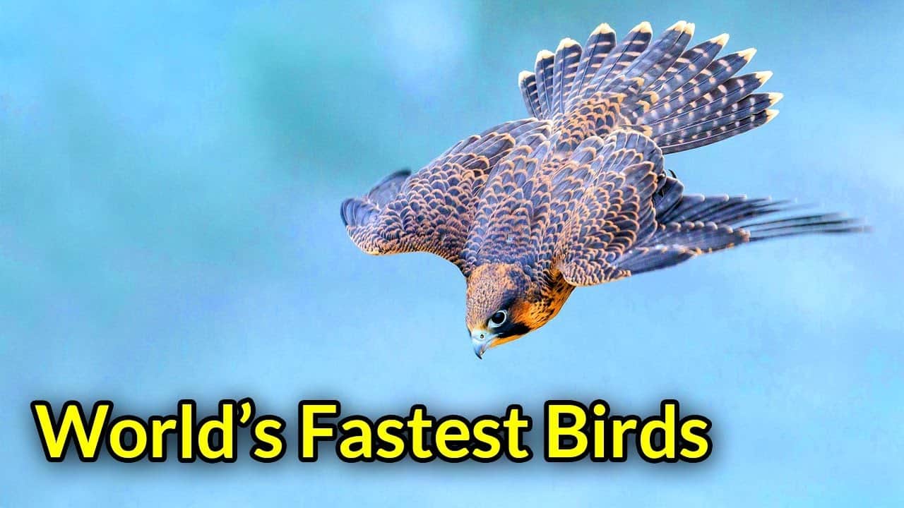 Fastest Birds