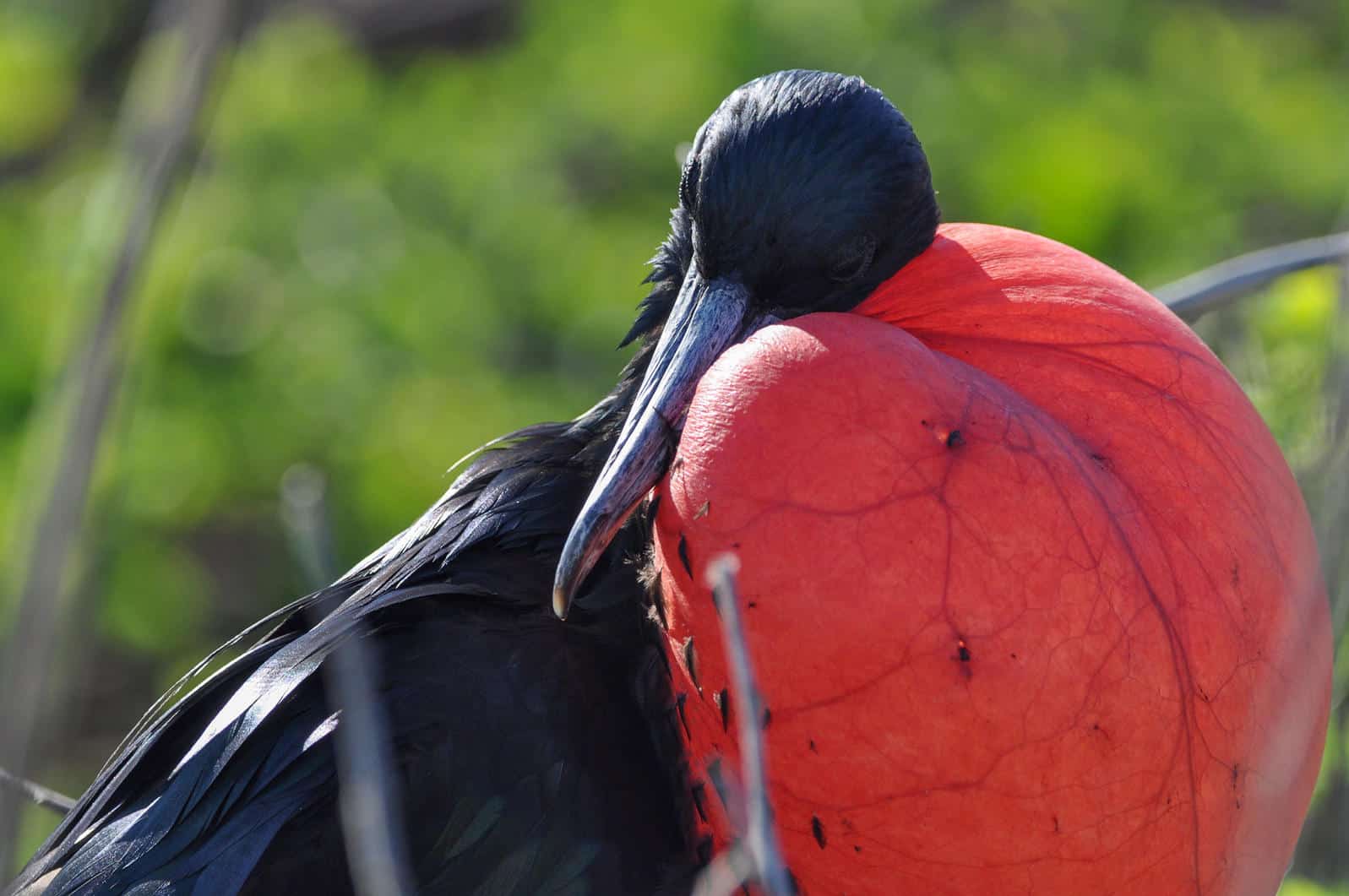 Frigate Bird