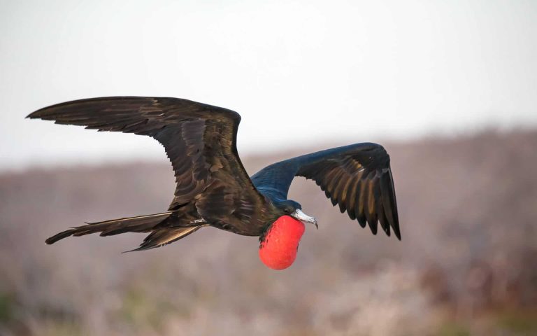 Frigatebird: Profile and Information