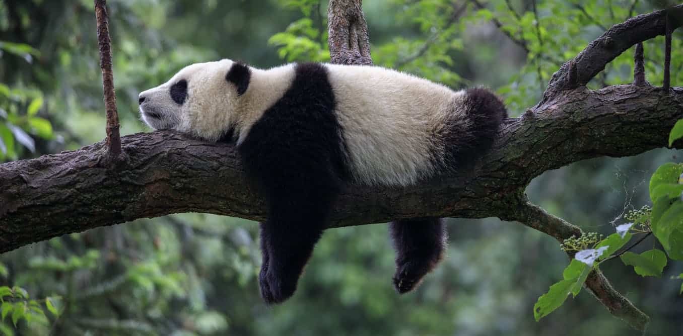 Giant Panda