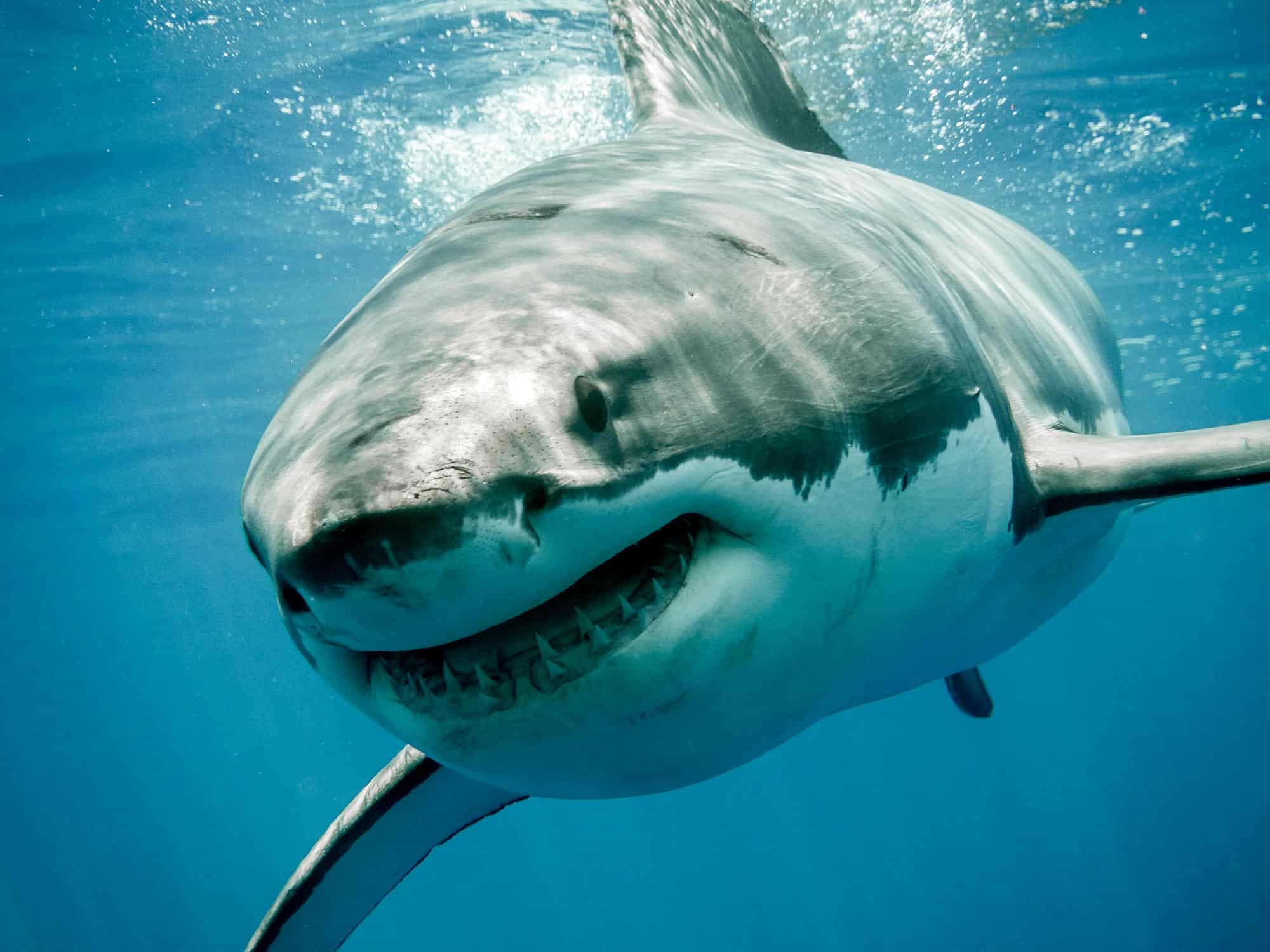Great White Shark