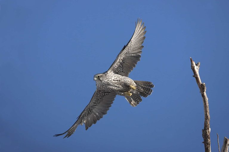 Gyrfalcon: Profile and Information