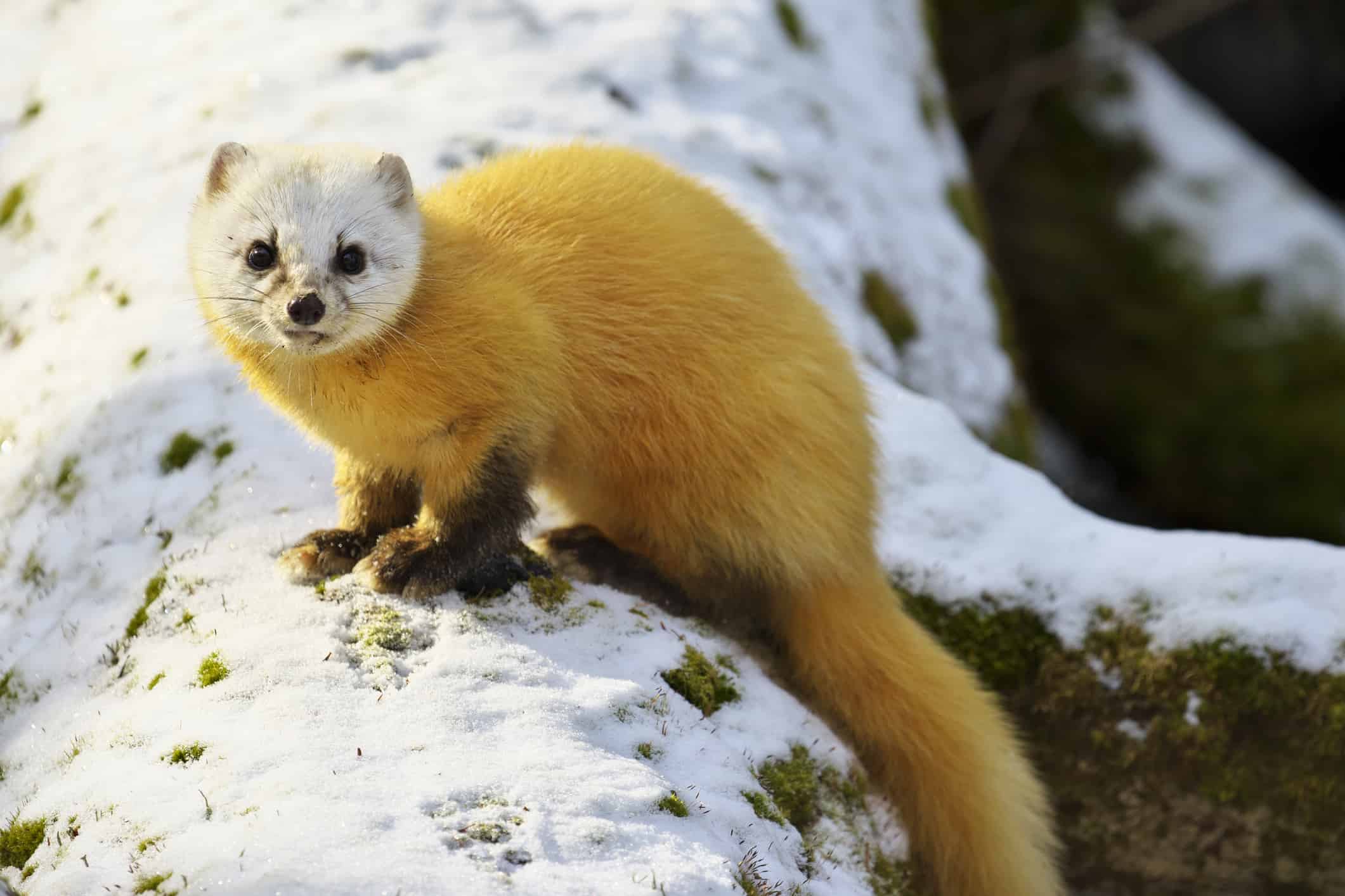 Japanese Marten
