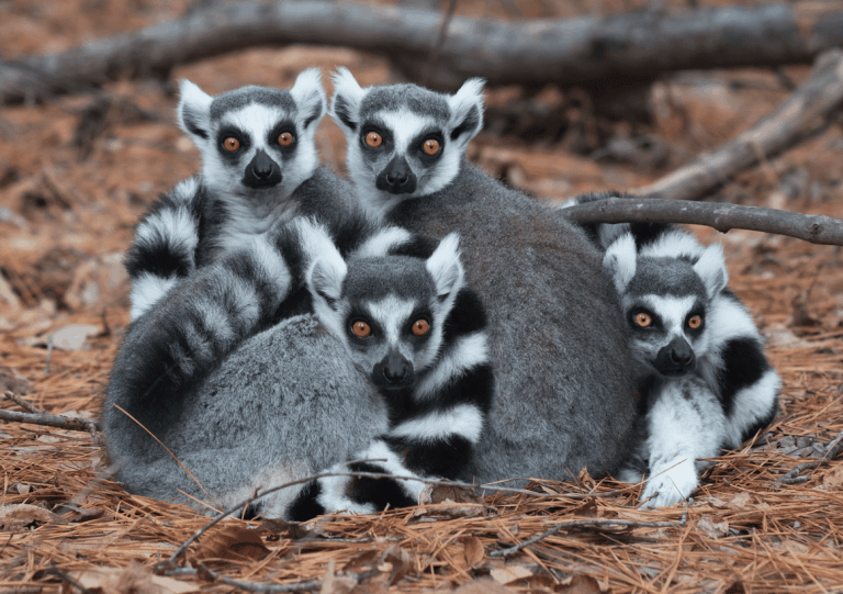 Lemurs: Profile and Information