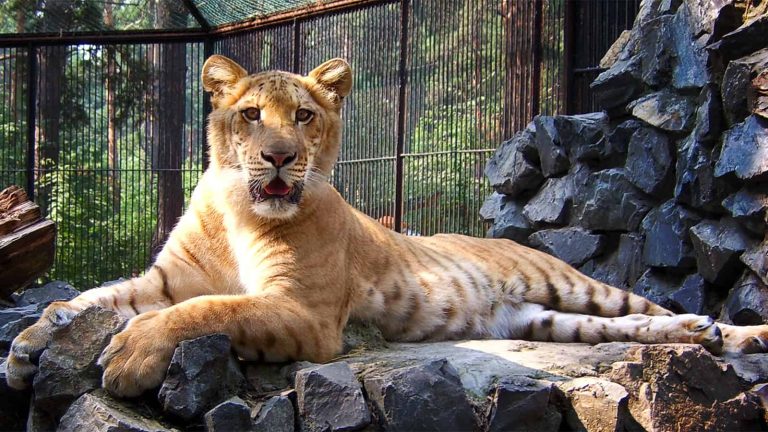 Liger: Profile and Information