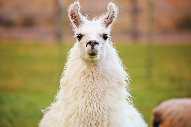 Llama: Profile and Information