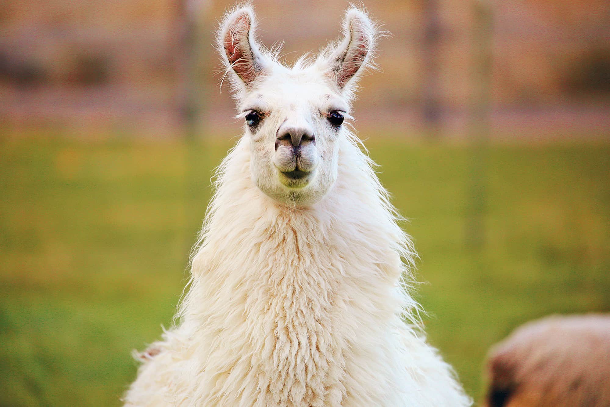Llama