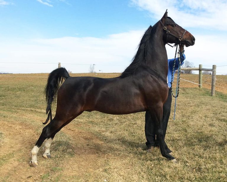 Morgan Horse: Profile and Information