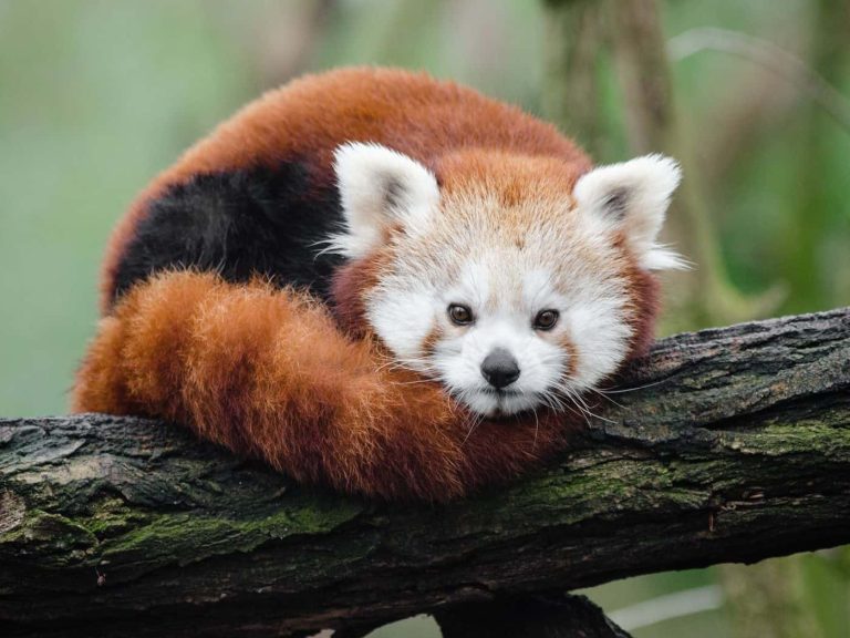 Red Panda: Profile and Information