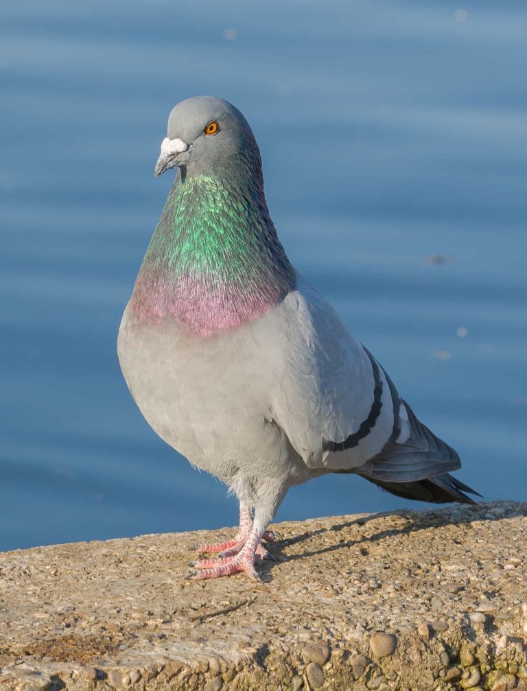 Rock Dove (Pigeons): Profile and Information