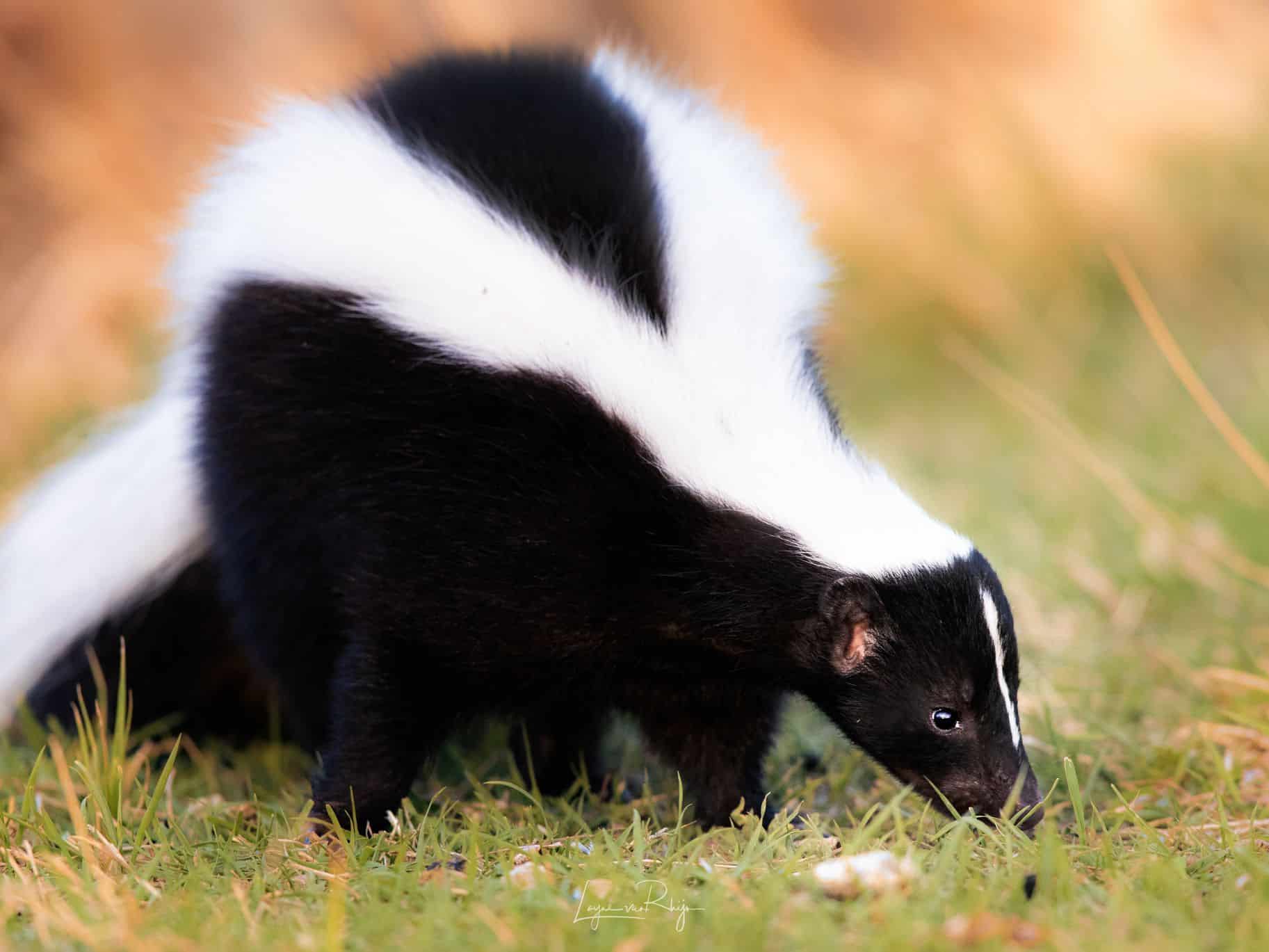 Skunk