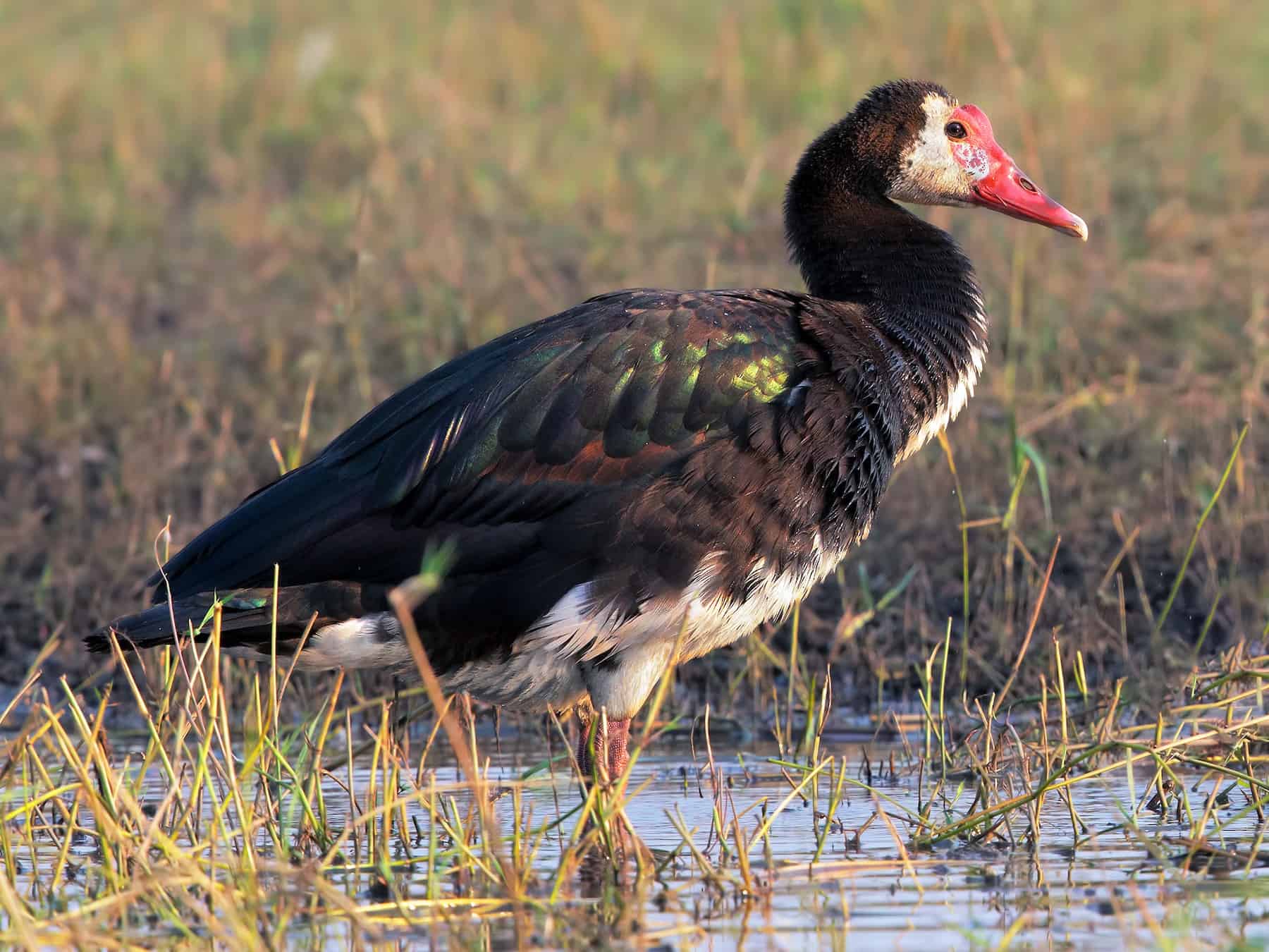 Spur-winged Goose