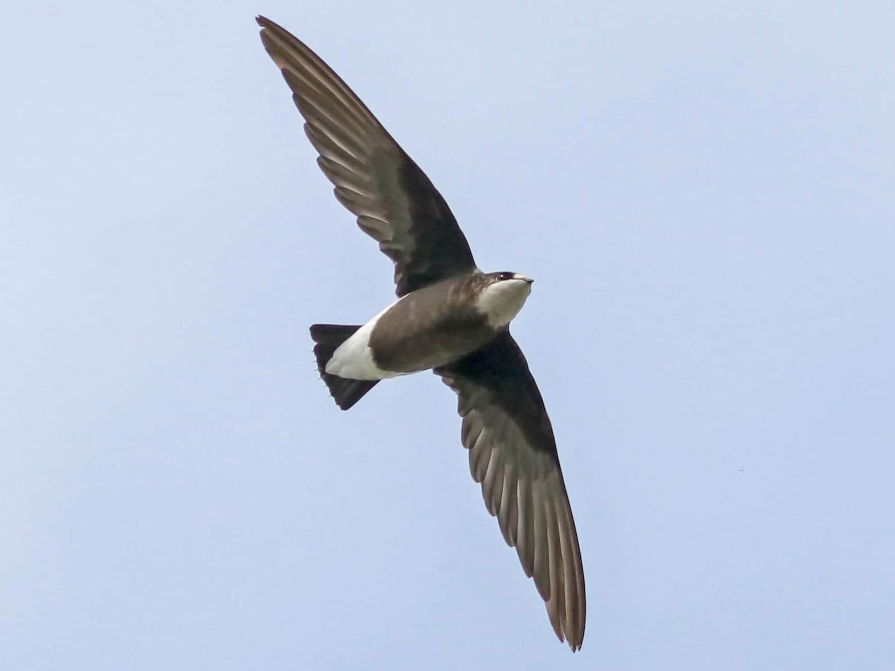 White-throated Needletail