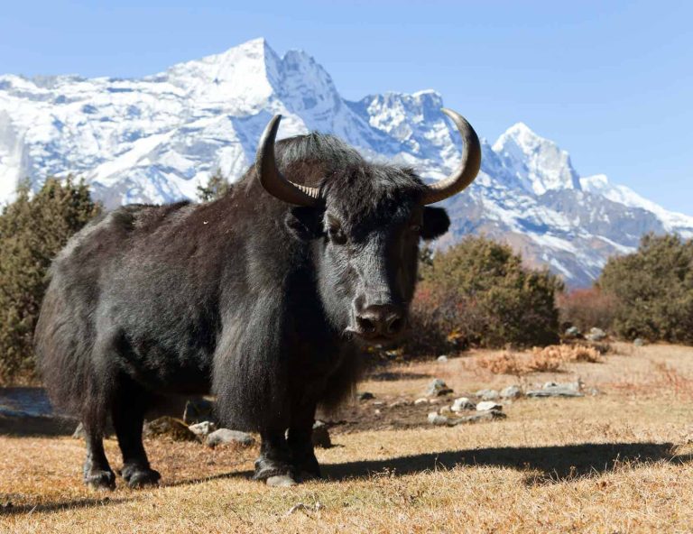 Wild Yak: Profile and Information