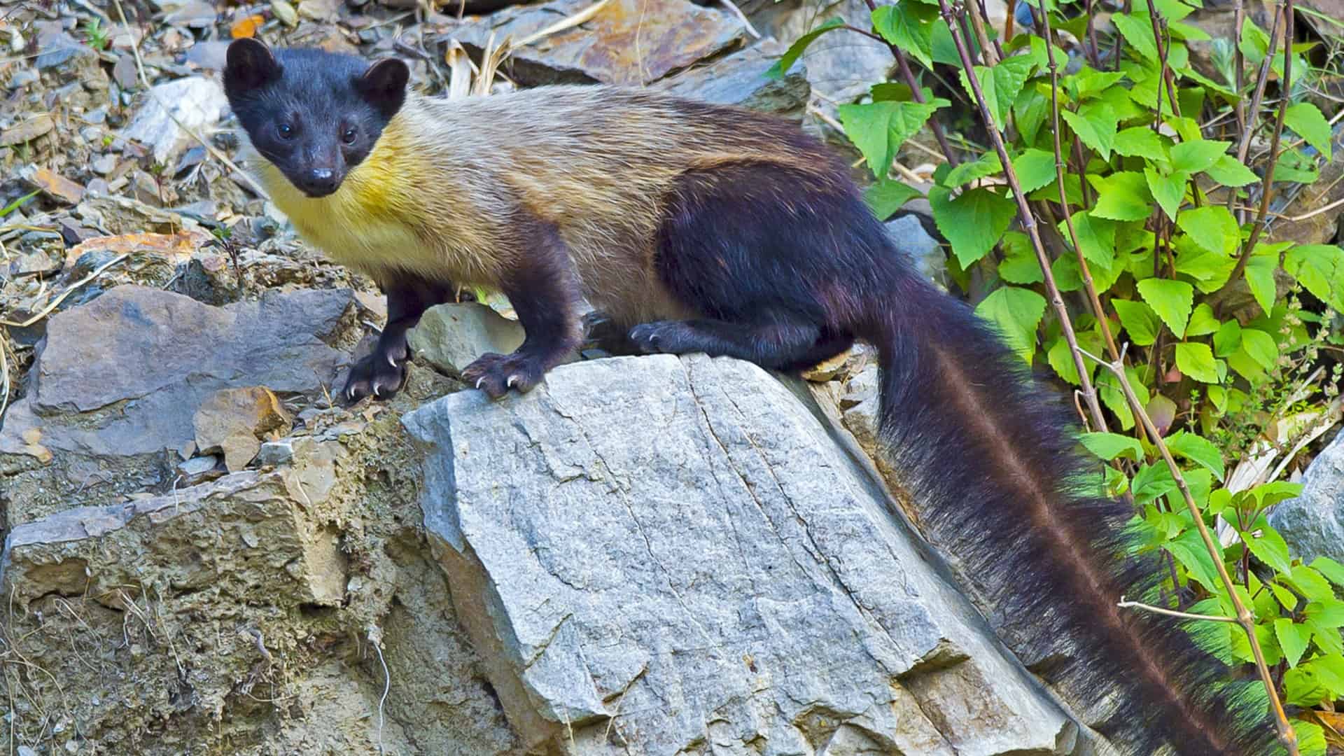 Yellow-throated Marten