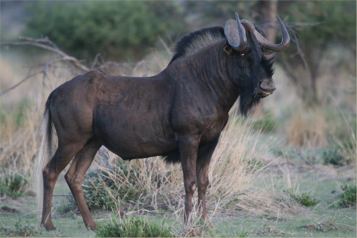 black wildebeest