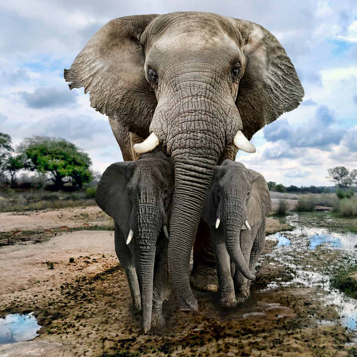 African Elephant