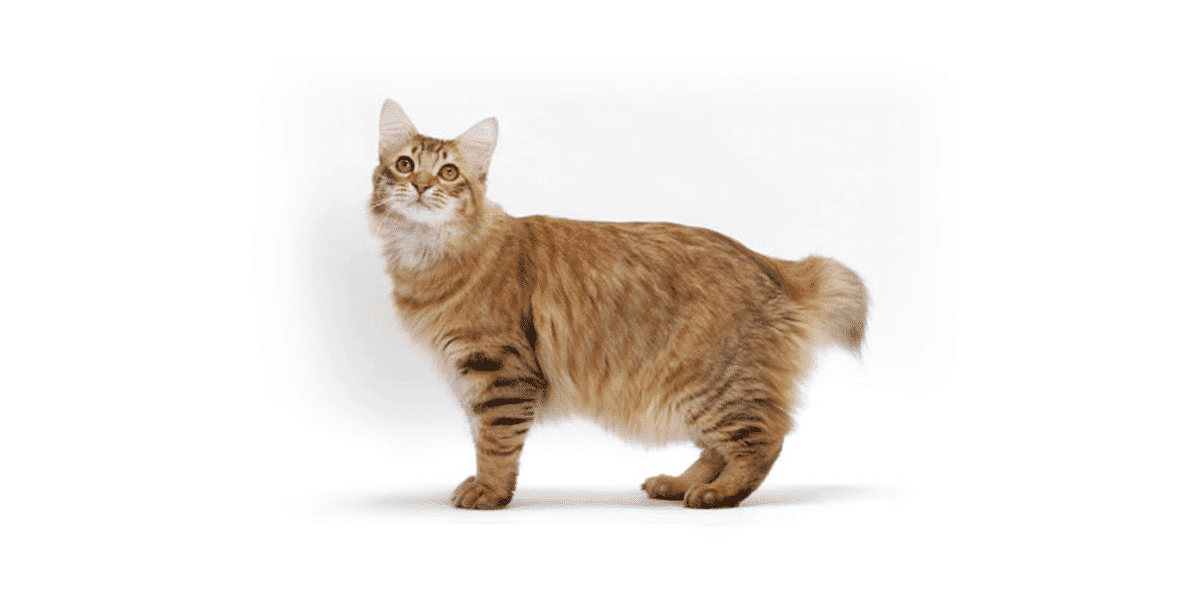 American Bobtail
