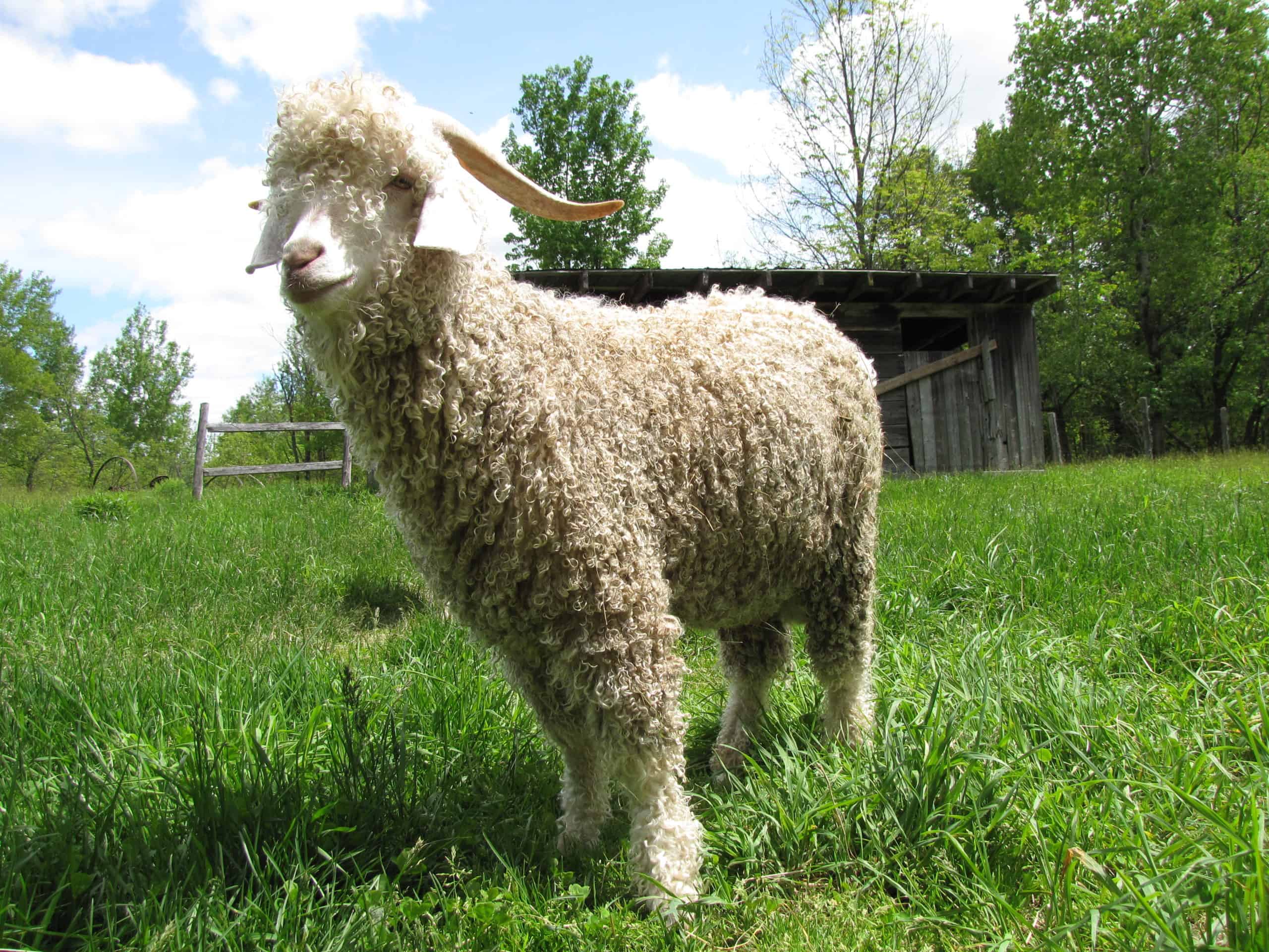 Angora Goat