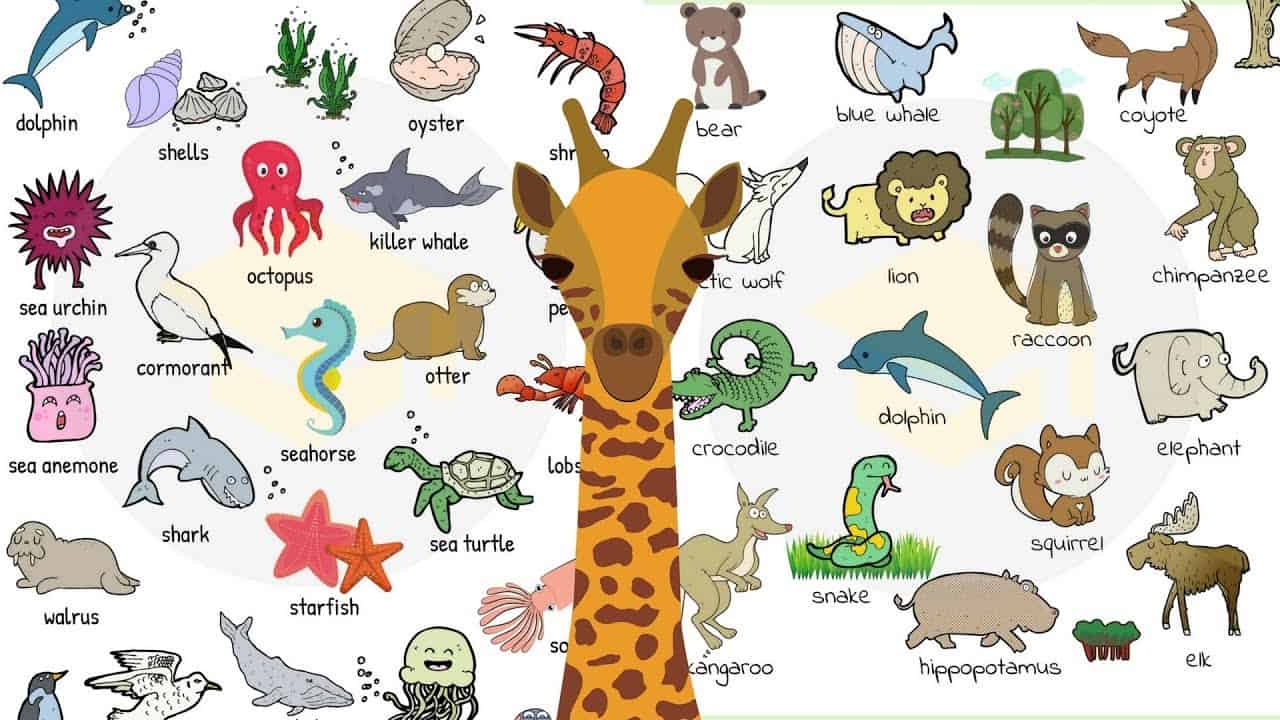 Animals Names