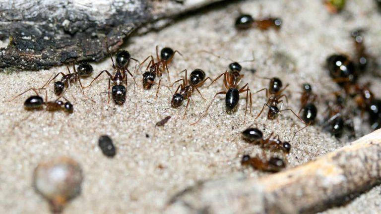 Ants: Profile and Information