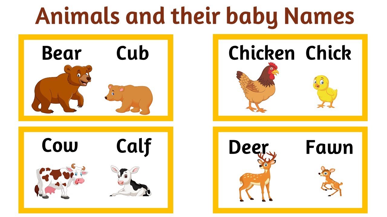Baby Animal Names