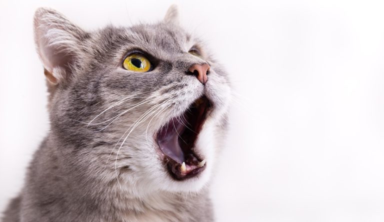 6 Common Cat Behavior Problems and Solutions