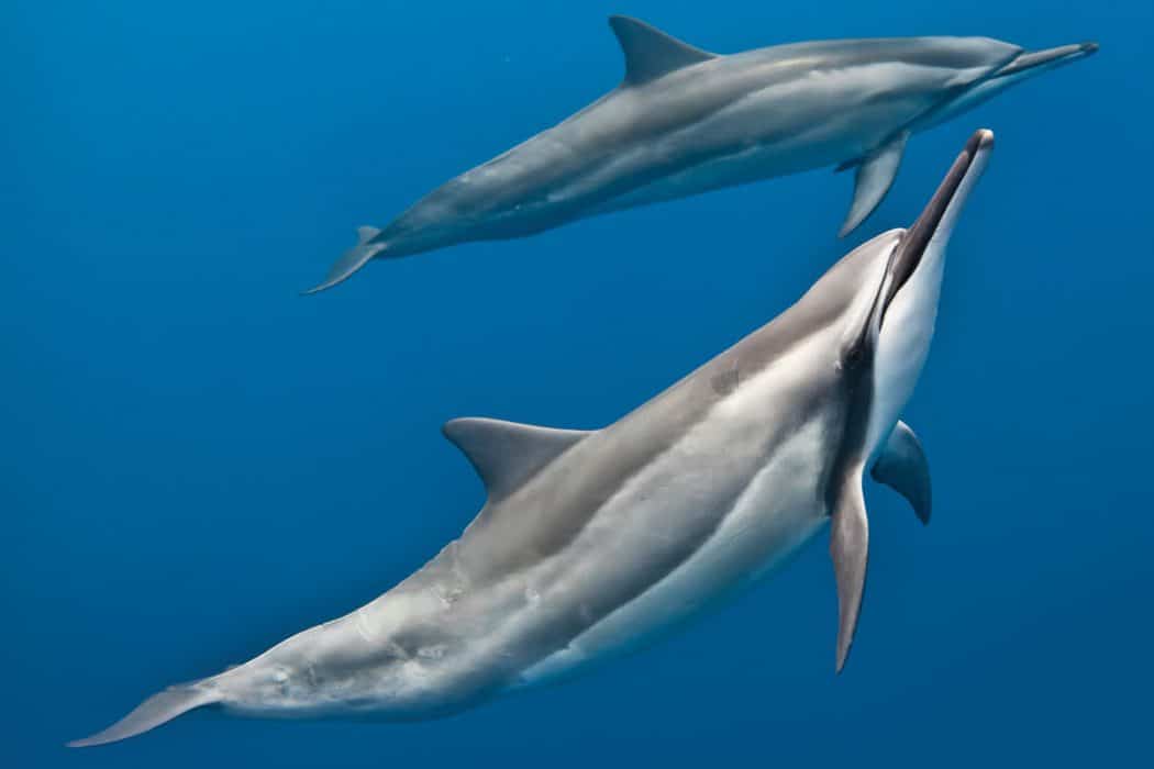 Cetaceans