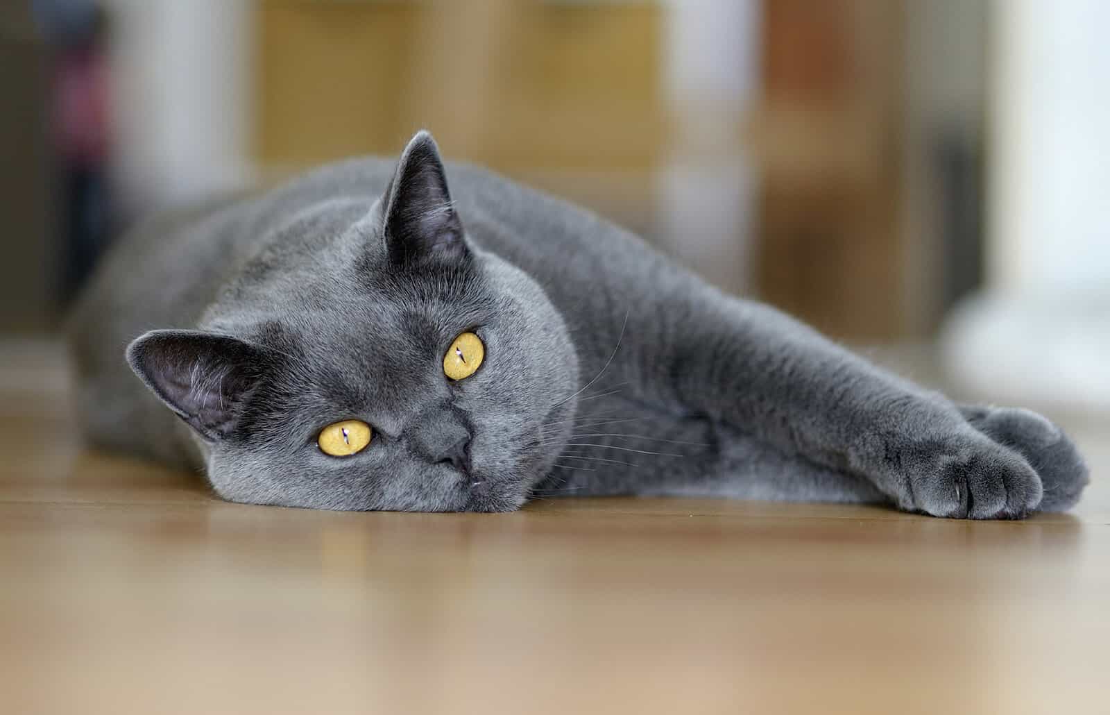 Chartreux