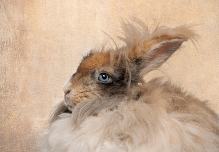 English Angora Rabbit: Profile and Information