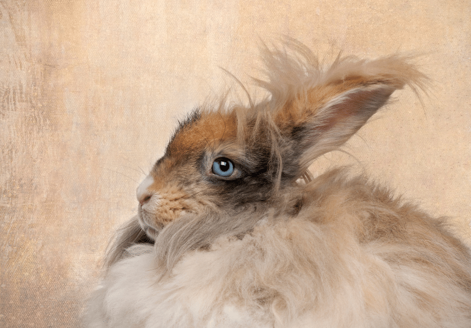 English Angora Rabbit