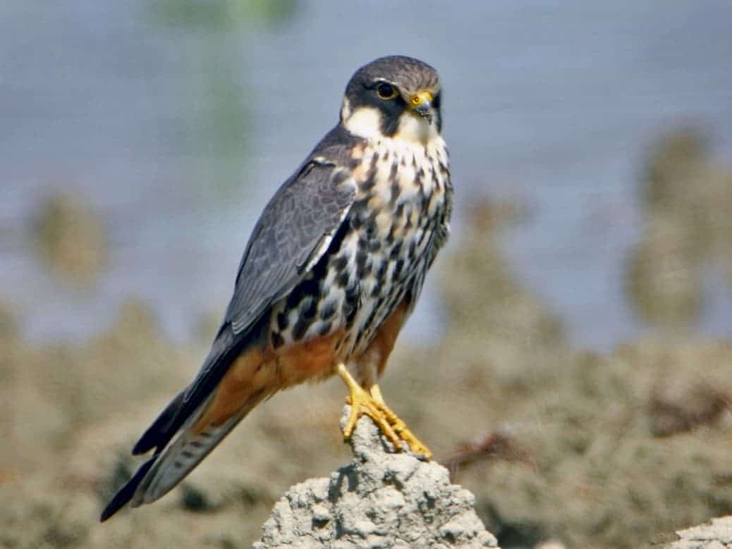 Eurasian Hobby
