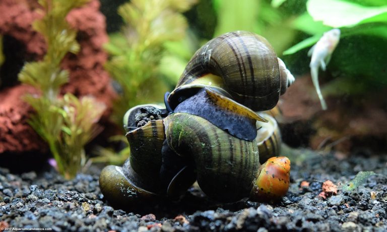 Freshwater Snails: Profile and Information