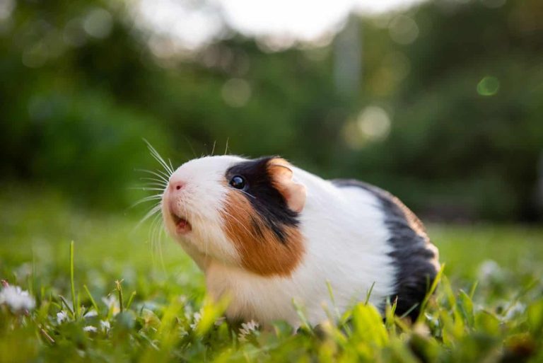 170+ Guinea Pig Names for Your Pet