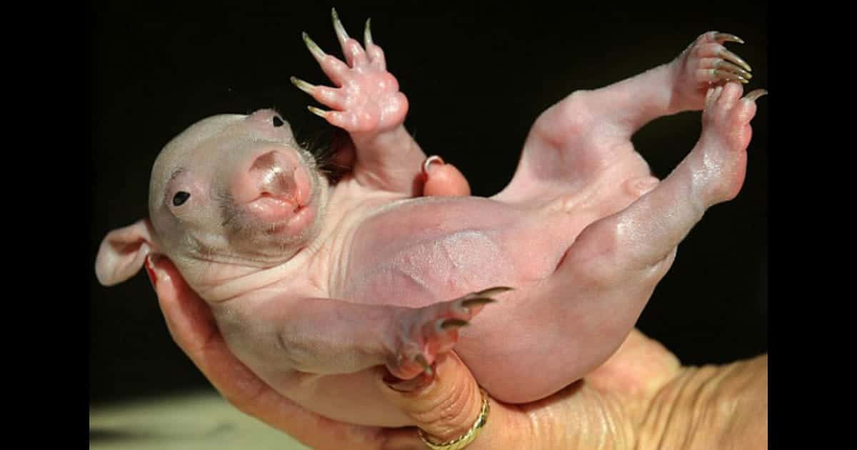 Hairless Animals