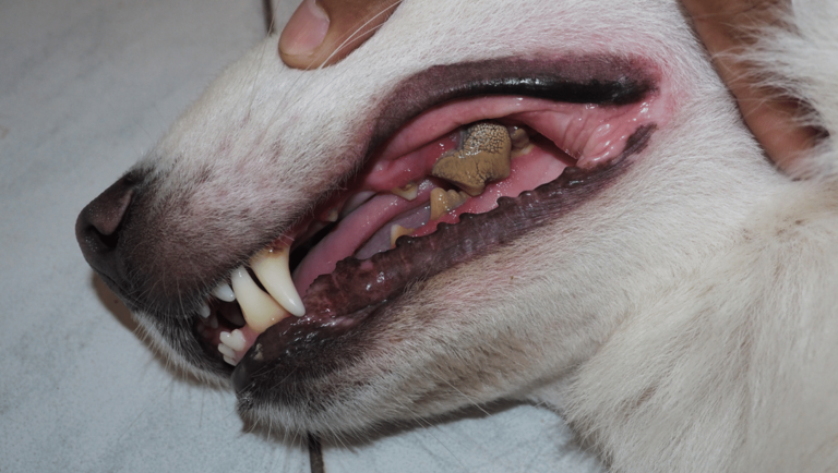 Dog Bad Breath: Halitosis in Dogs