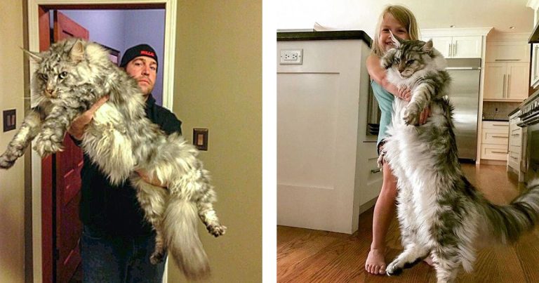 Why the Maine Coon Cat Breeds Are Family Friendly?