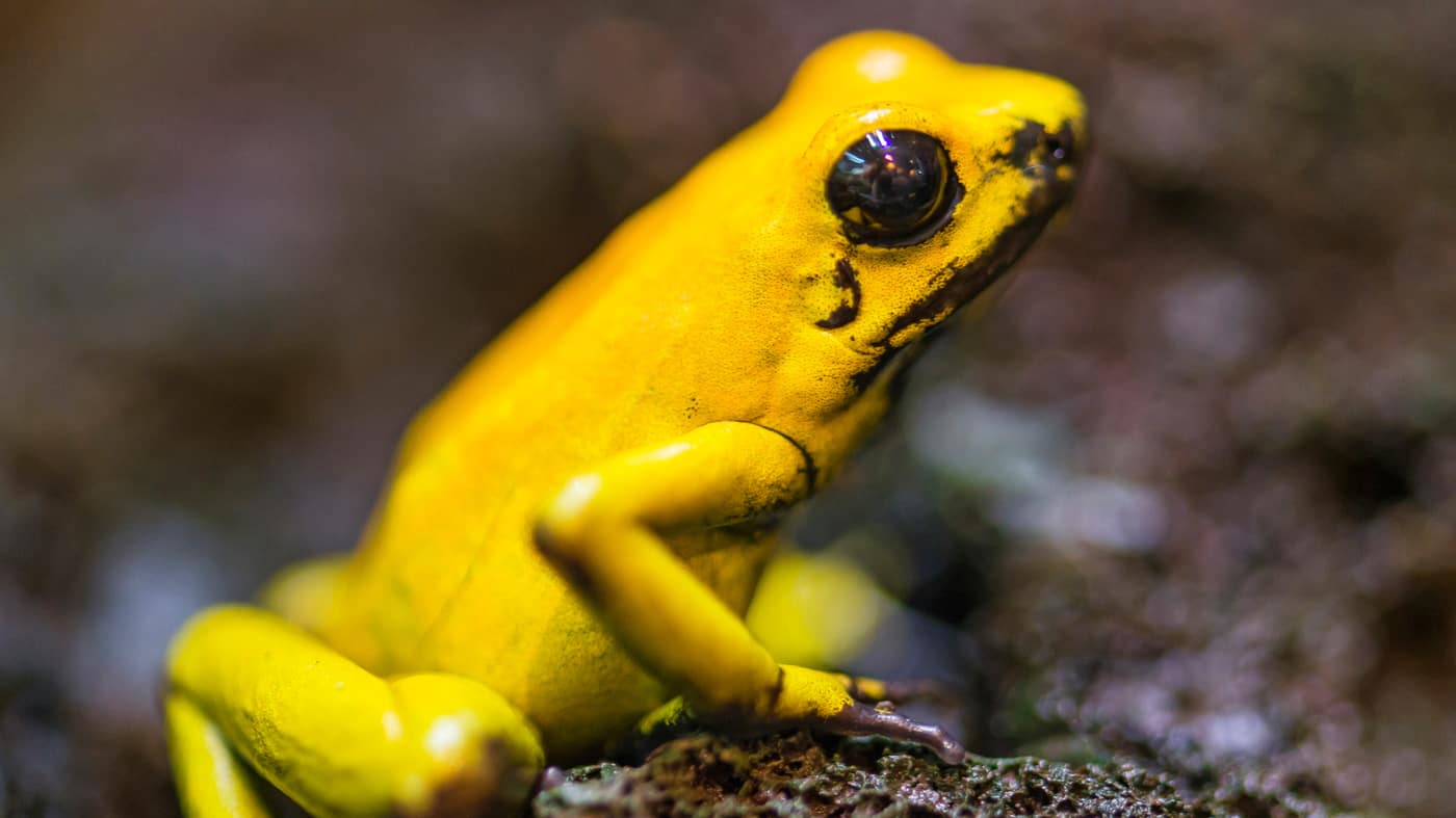 Poison Dart Frog