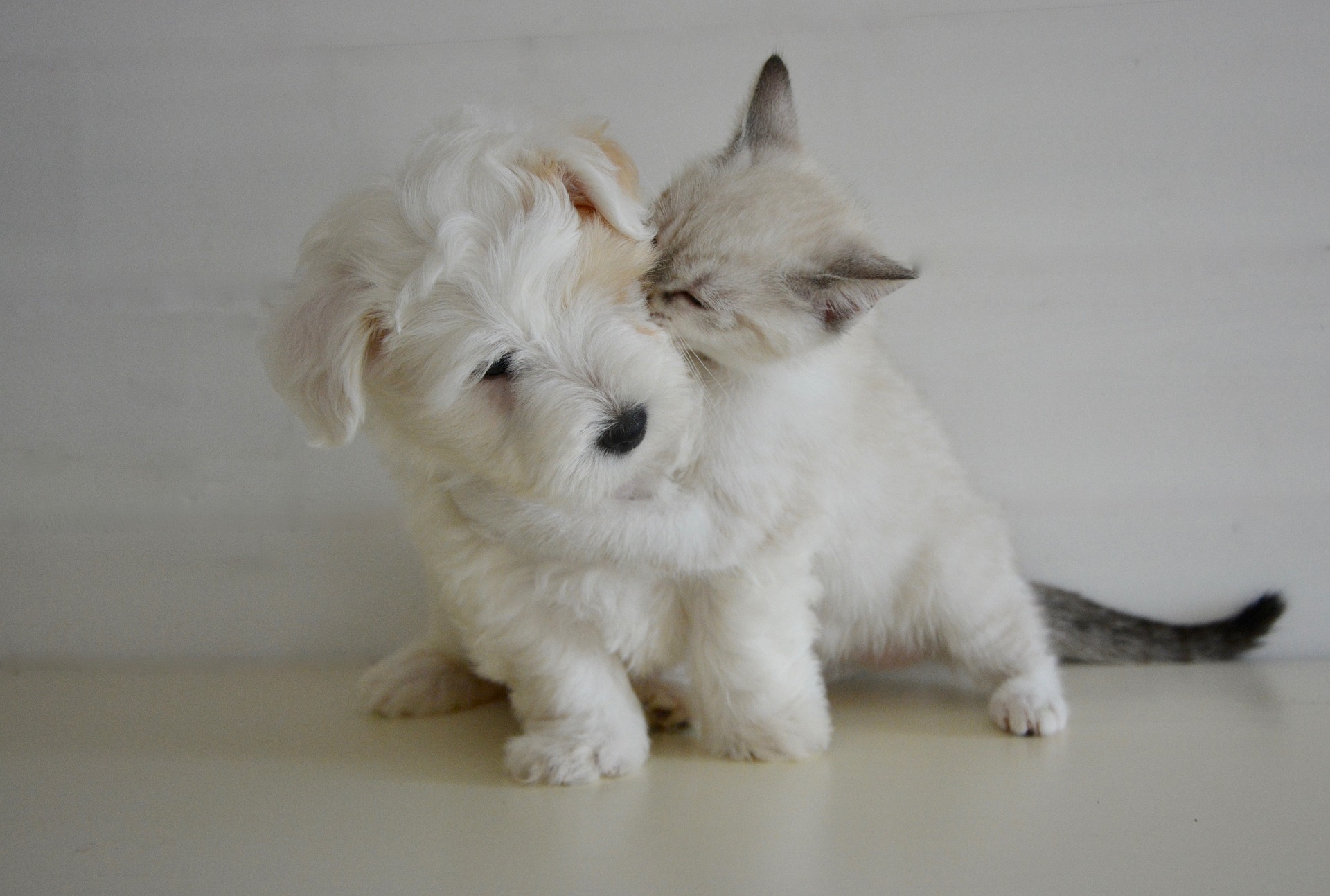 Puppy and Kitten