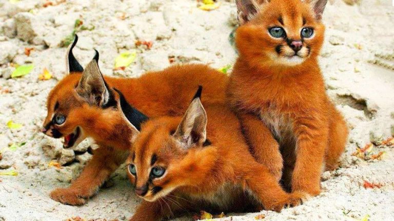 10 Rarest Cat Breeds in the World